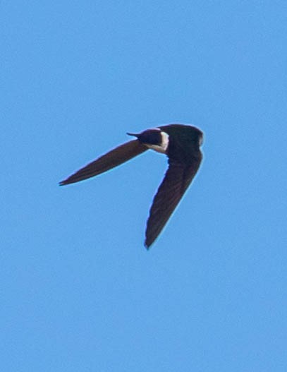 Violet-green Swallow - ML435863181