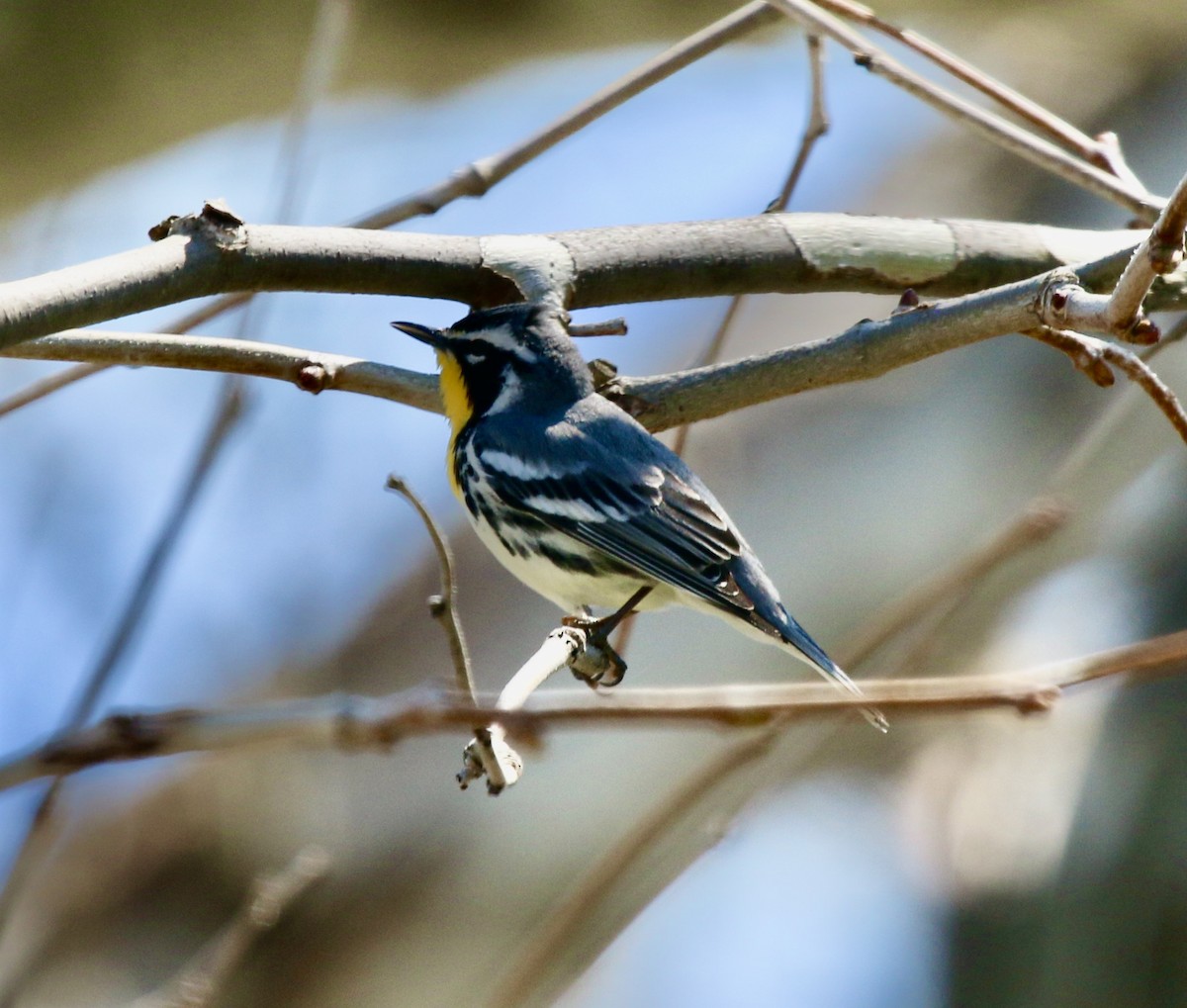 Yellow-throated Warbler - ML435864471