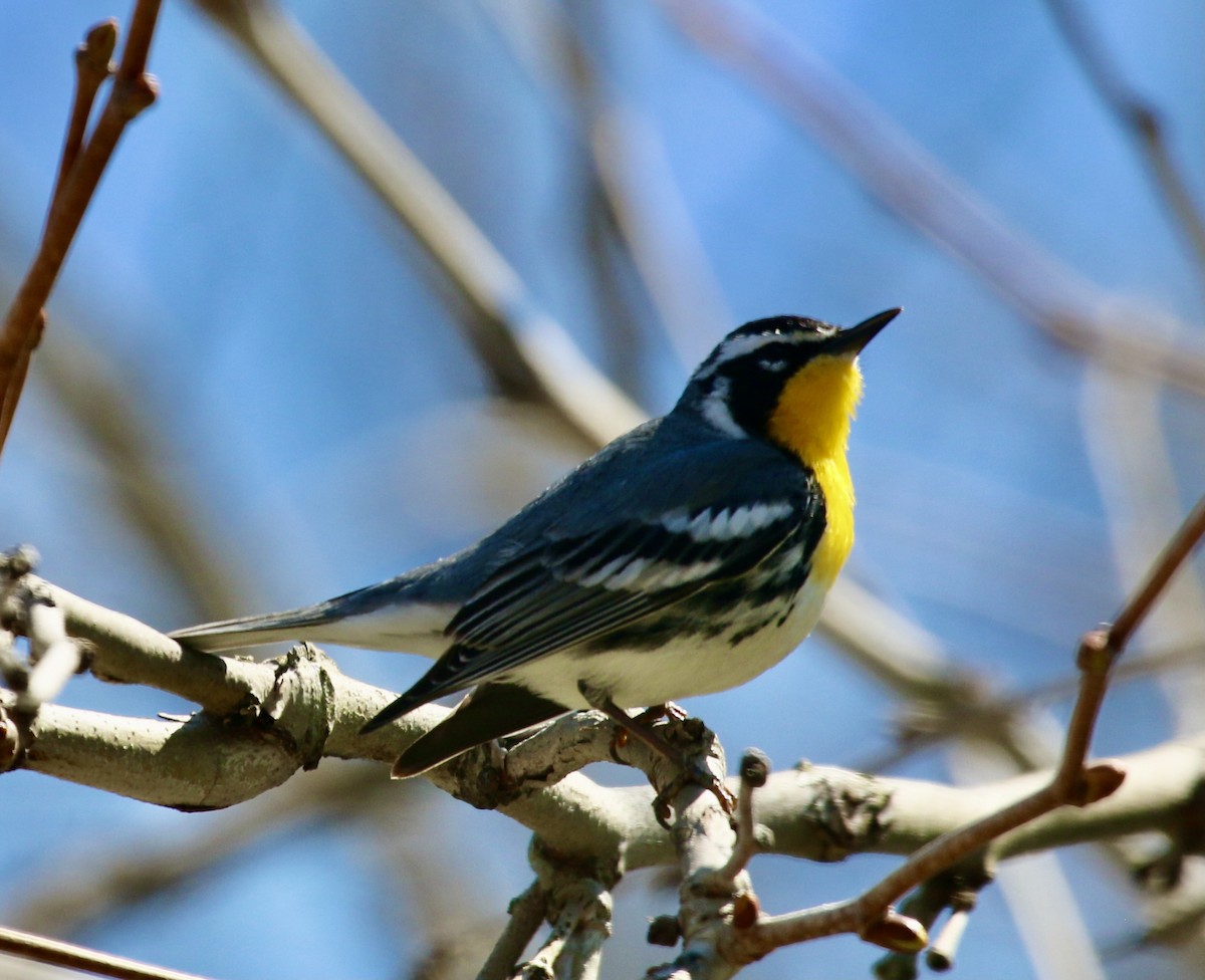 Yellow-throated Warbler - Jeffrey Cohen