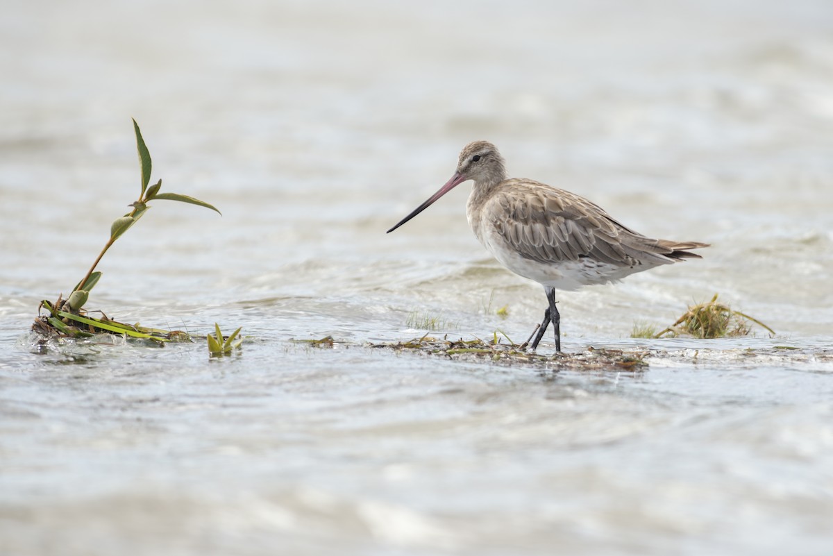 Bar-tailed Godwit - Peter Taylor