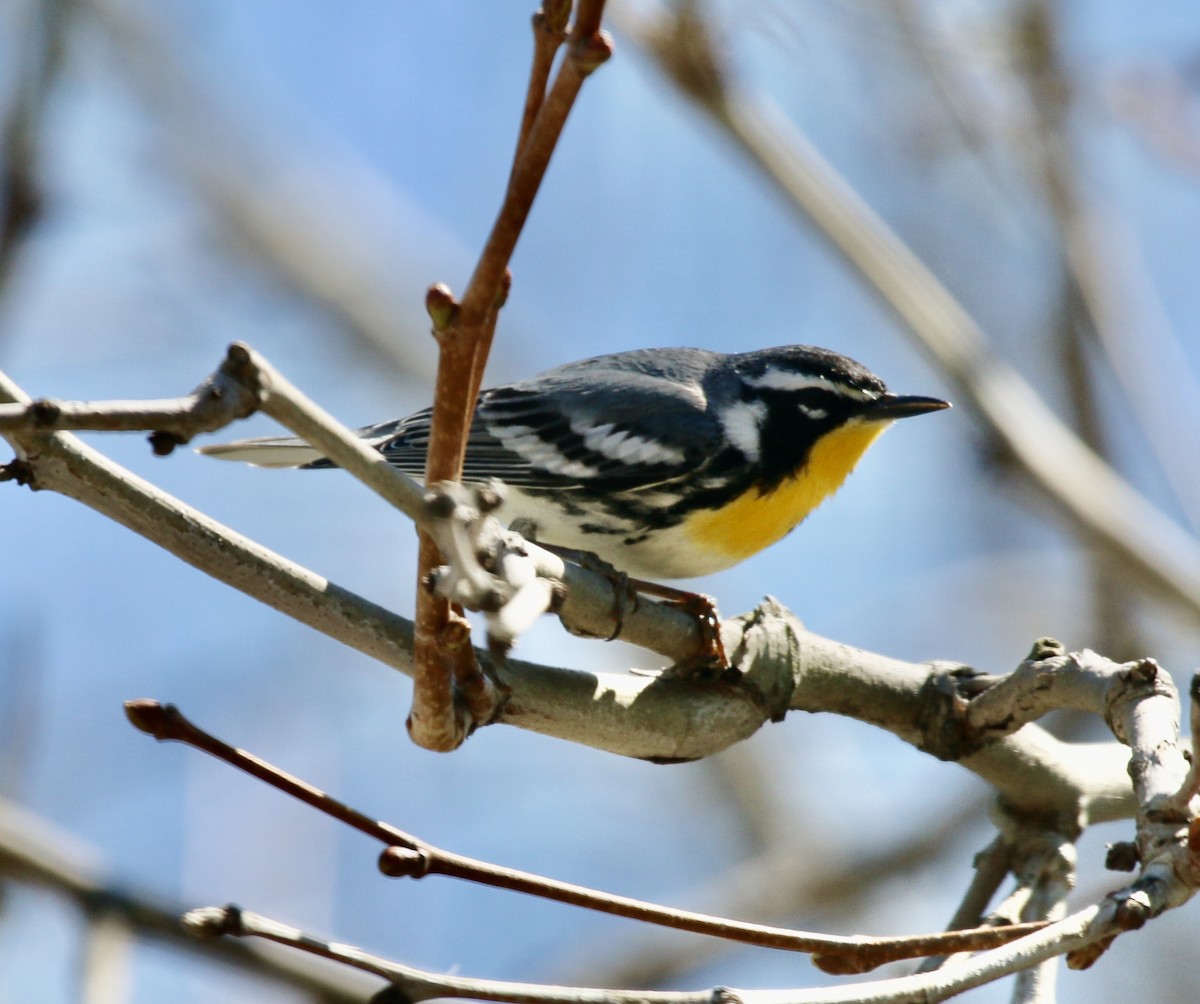 Yellow-throated Warbler - Jeffrey Cohen