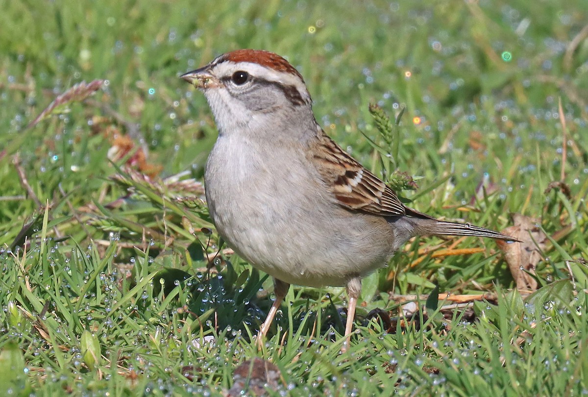 Chipping Sparrow - ML435865071