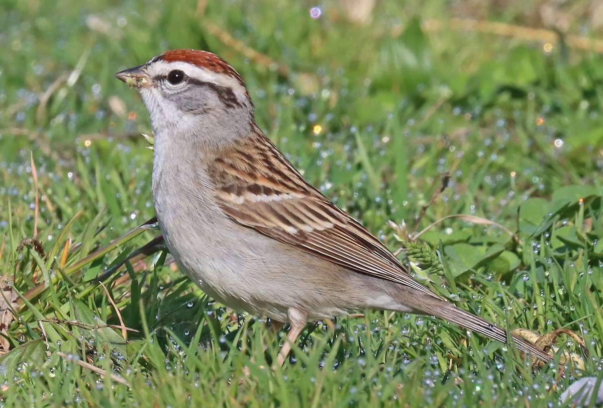 Chipping Sparrow - ML435865081