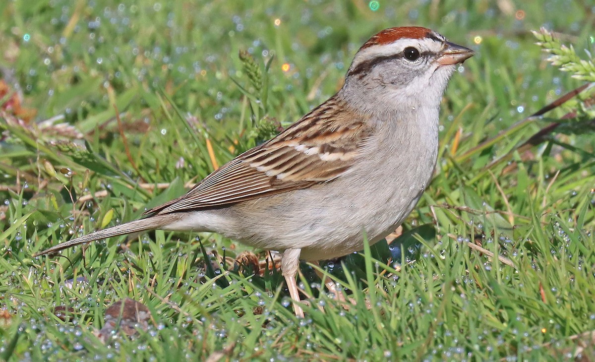 Chipping Sparrow - ML435865091