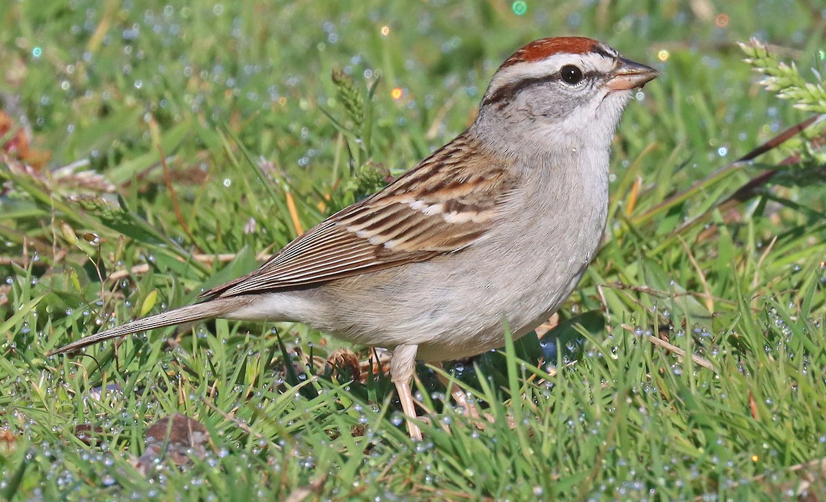 Chipping Sparrow - ML435865091