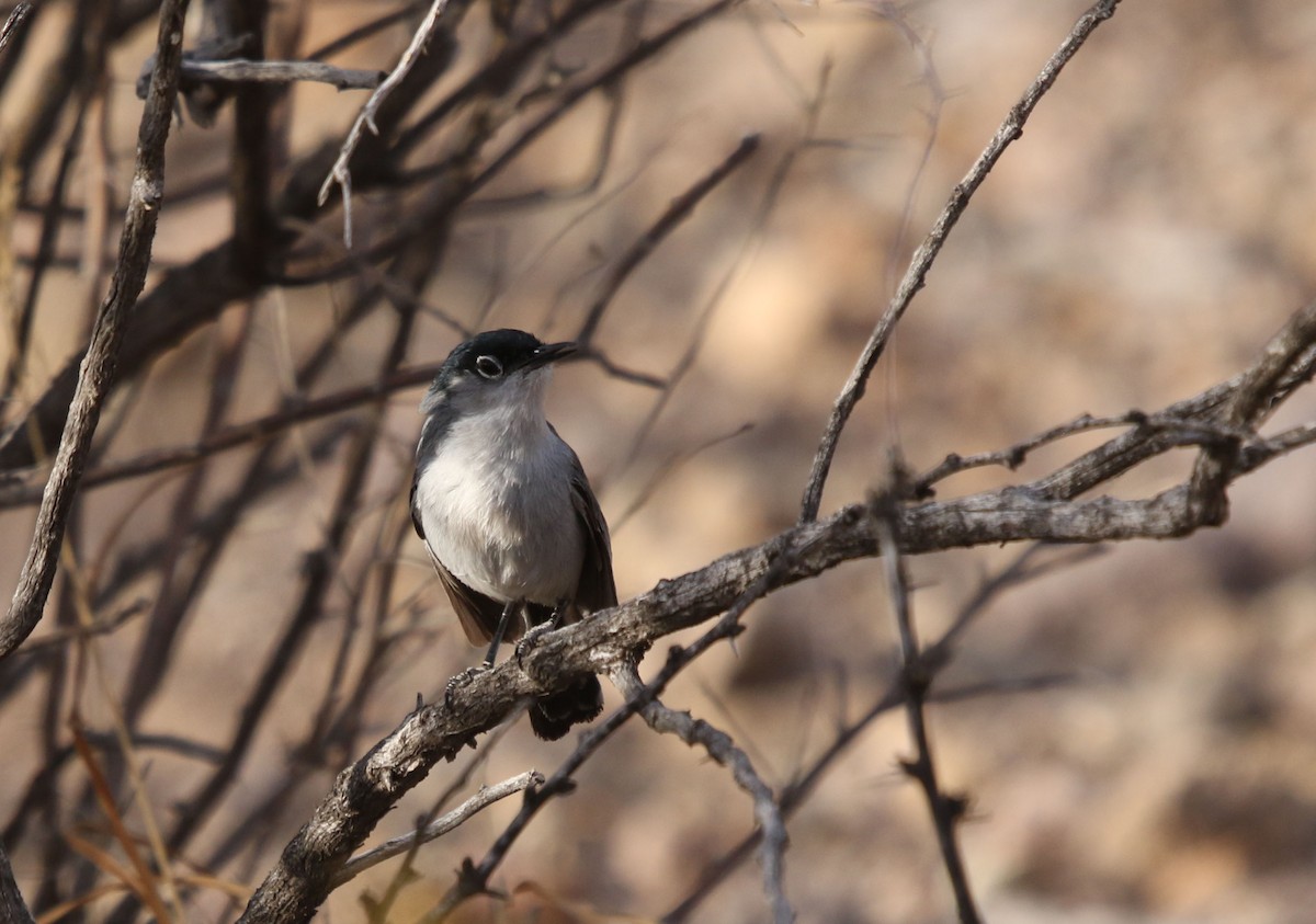 Black-tailed Gnatcatcher - ML435865201