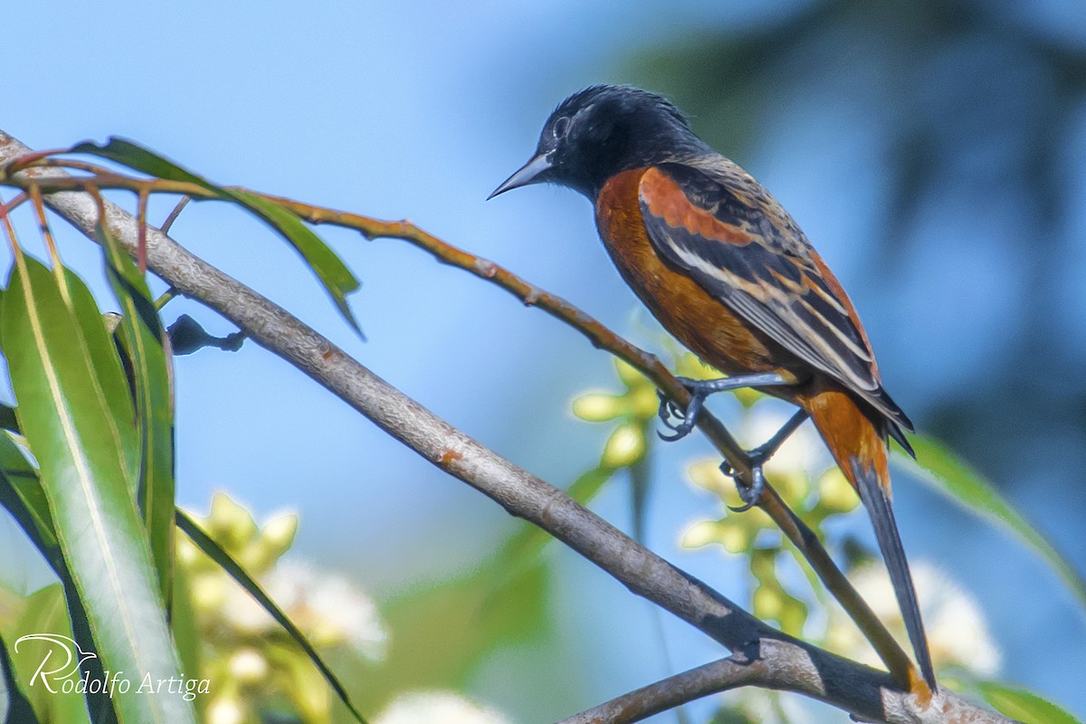 Orchard Oriole - ML43586561