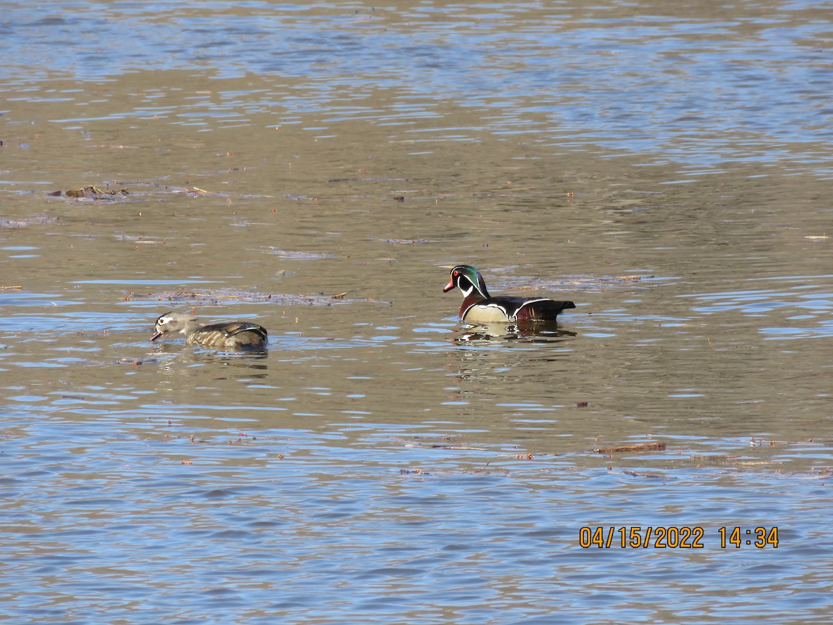 Wood Duck - ML435865741