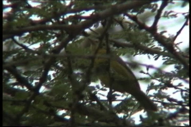 Spectacled Weaver - ML435868