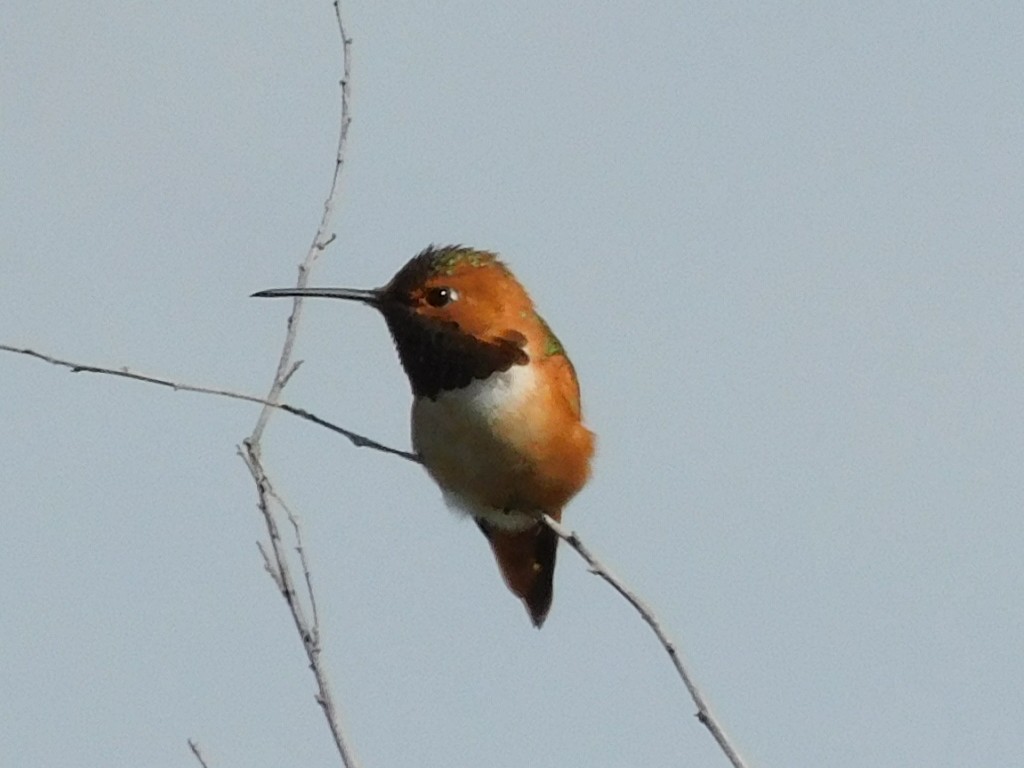 Allen's Hummingbird - ML435869291