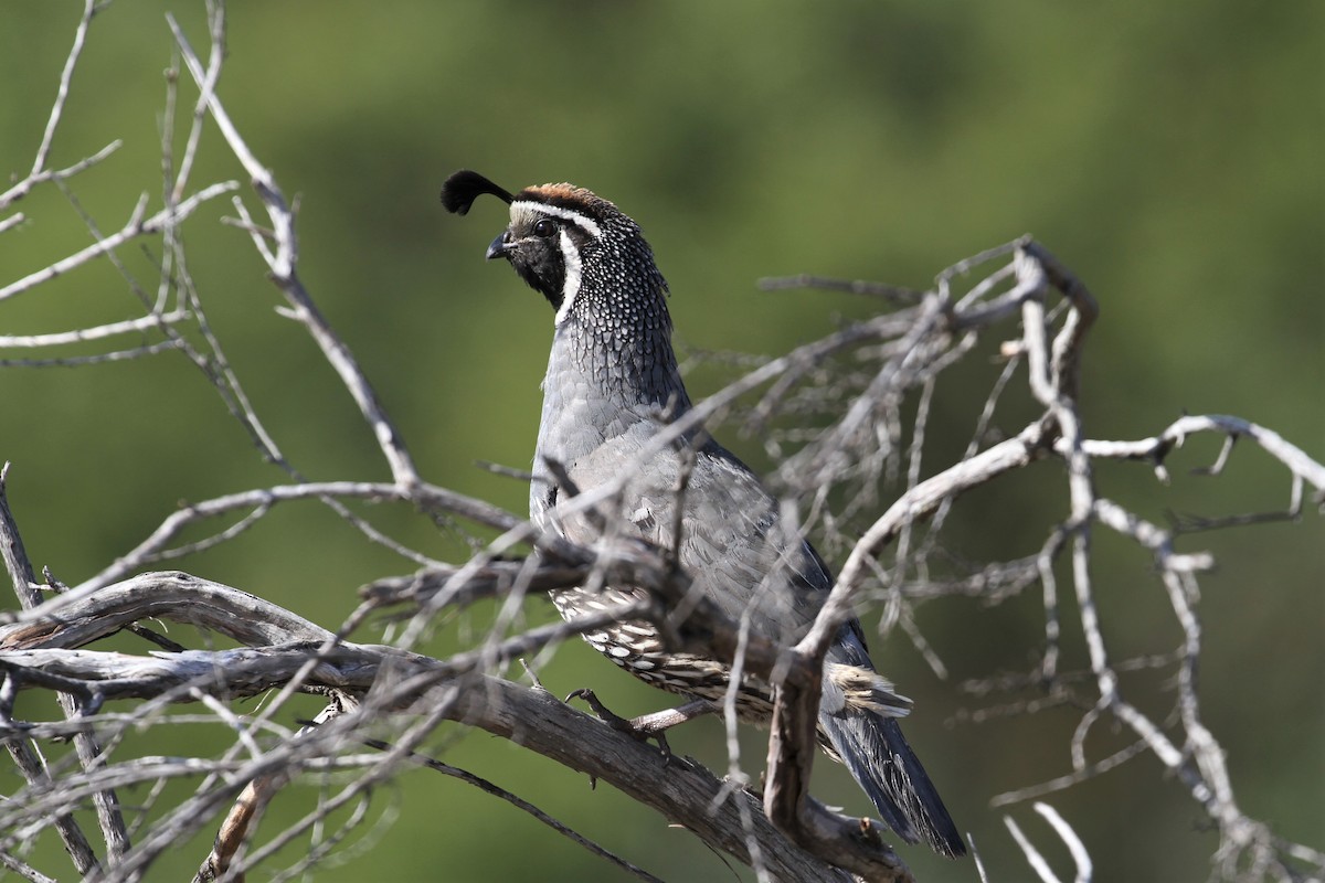 California Quail - ML435869481