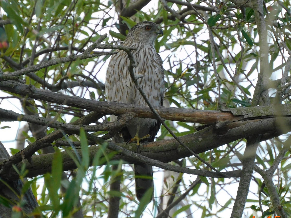 Cooper's Hawk - ML435869581