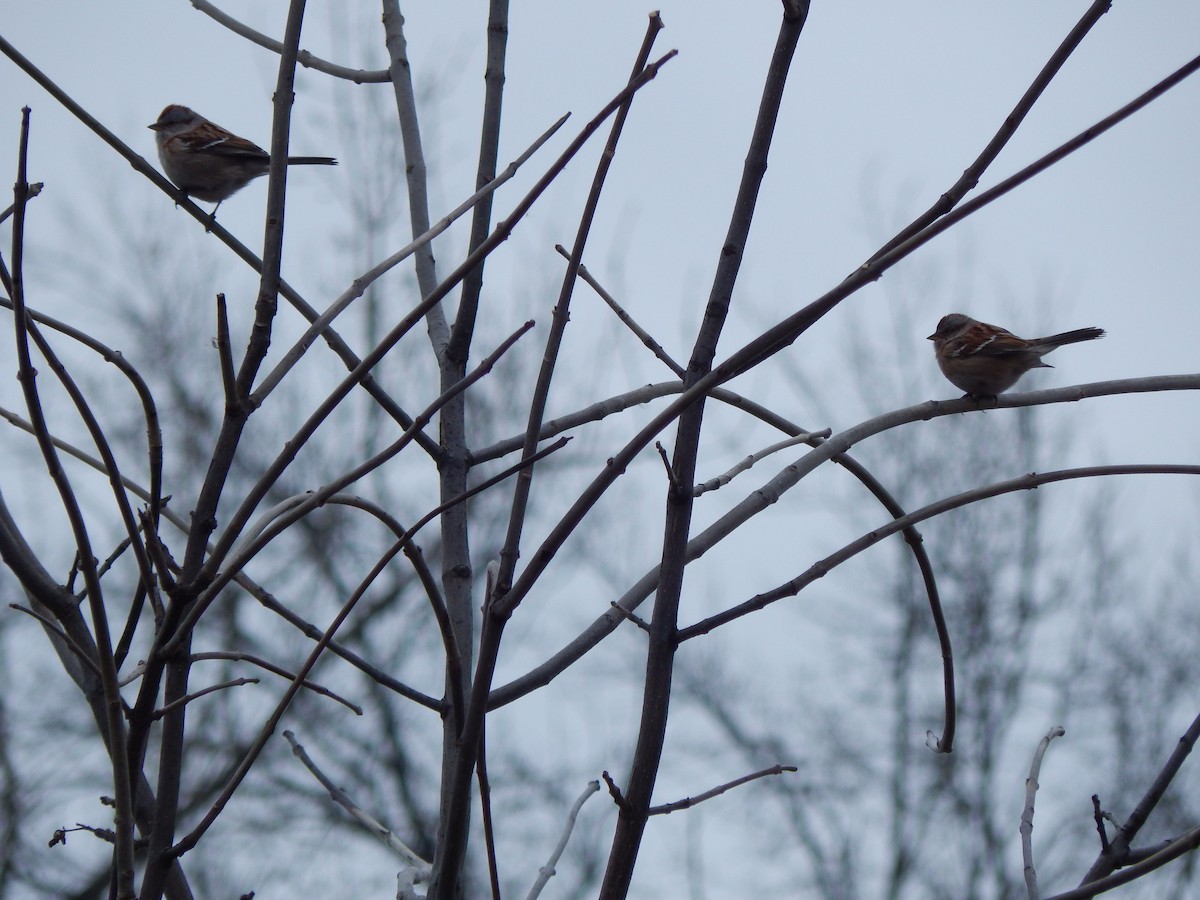 American Tree Sparrow - ML43586971