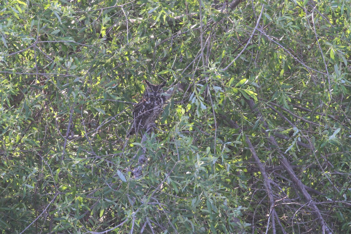 Great Horned Owl - ML435870211