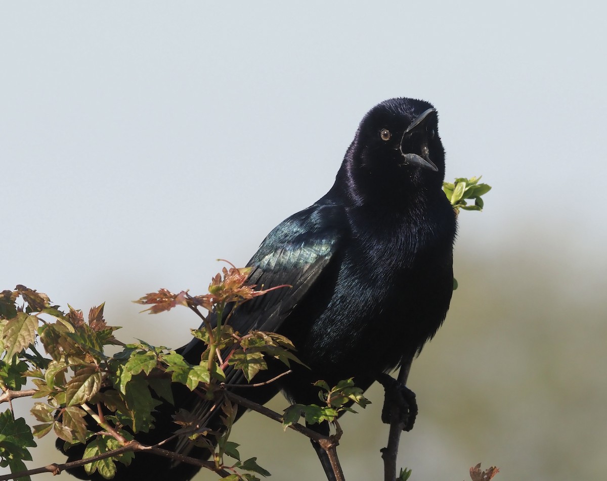 Boat-tailed Grackle - ML435870631