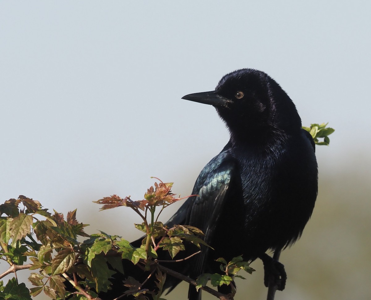 Boat-tailed Grackle - ML435870661