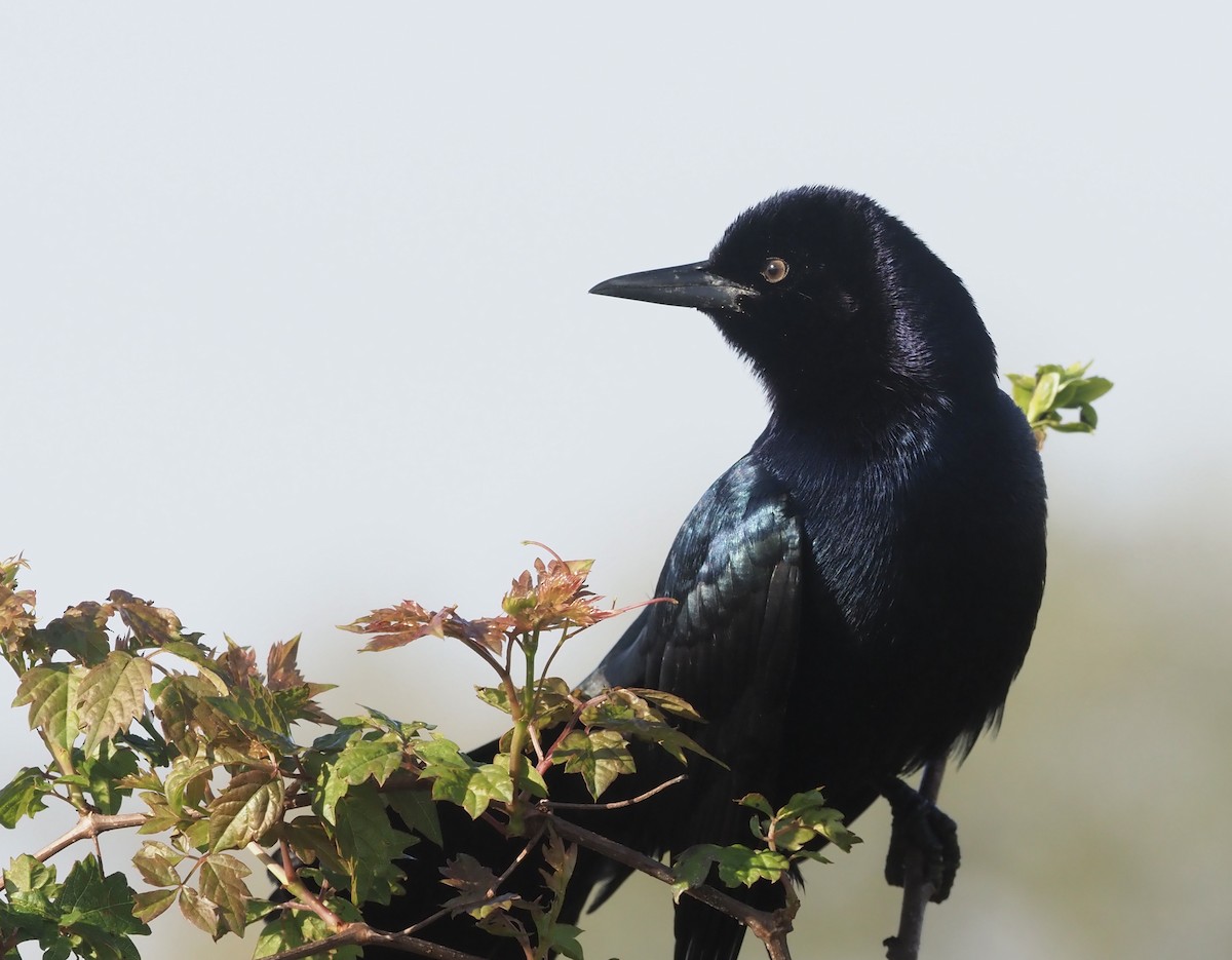 Boat-tailed Grackle - ML435870701
