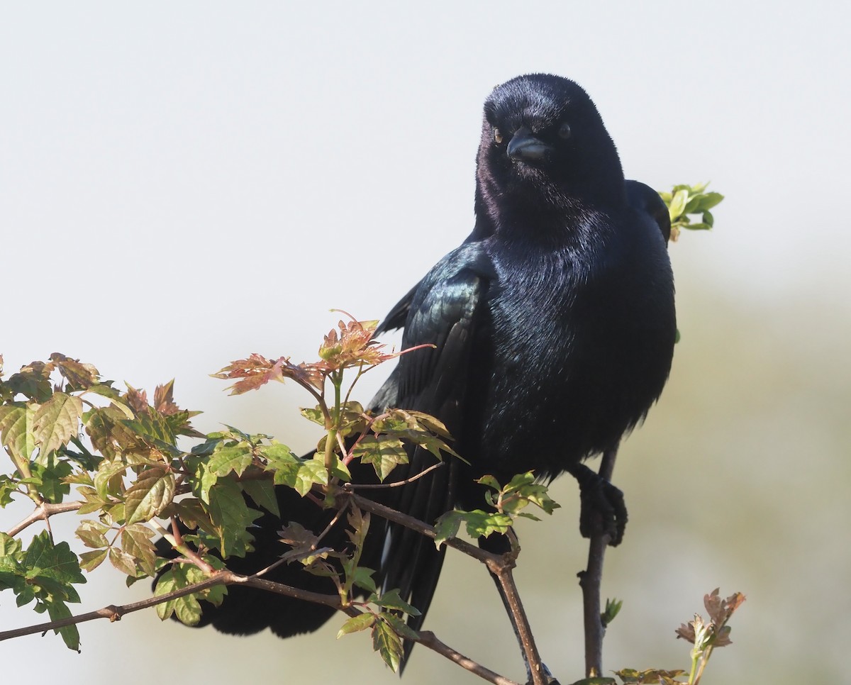 Boat-tailed Grackle - ML435870771