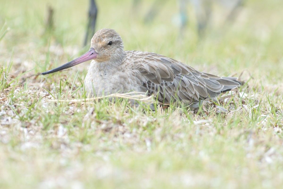 Bar-tailed Godwit - ML43587081