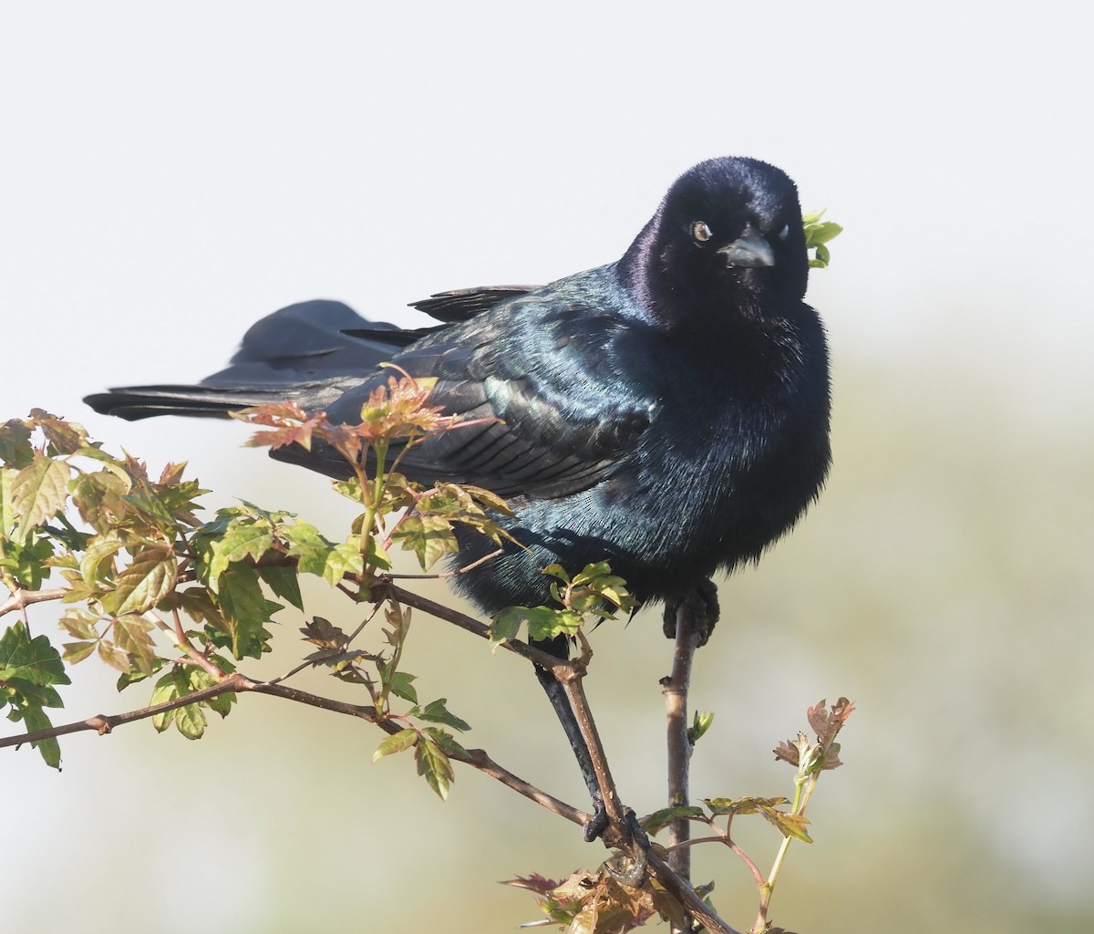 Boat-tailed Grackle - ML435870821