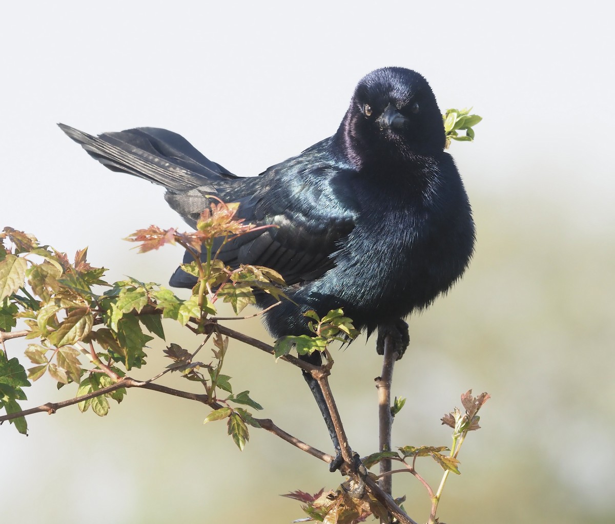 Boat-tailed Grackle - ML435870851