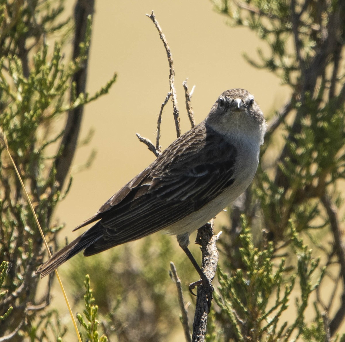 Ash-breasted Sierra Finch - ML435873141
