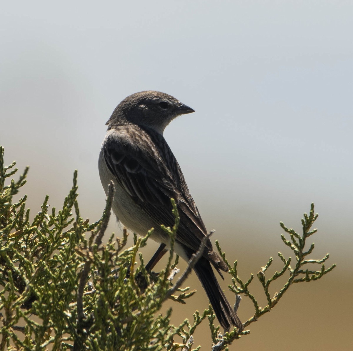 Ash-breasted Sierra Finch - ML435873151