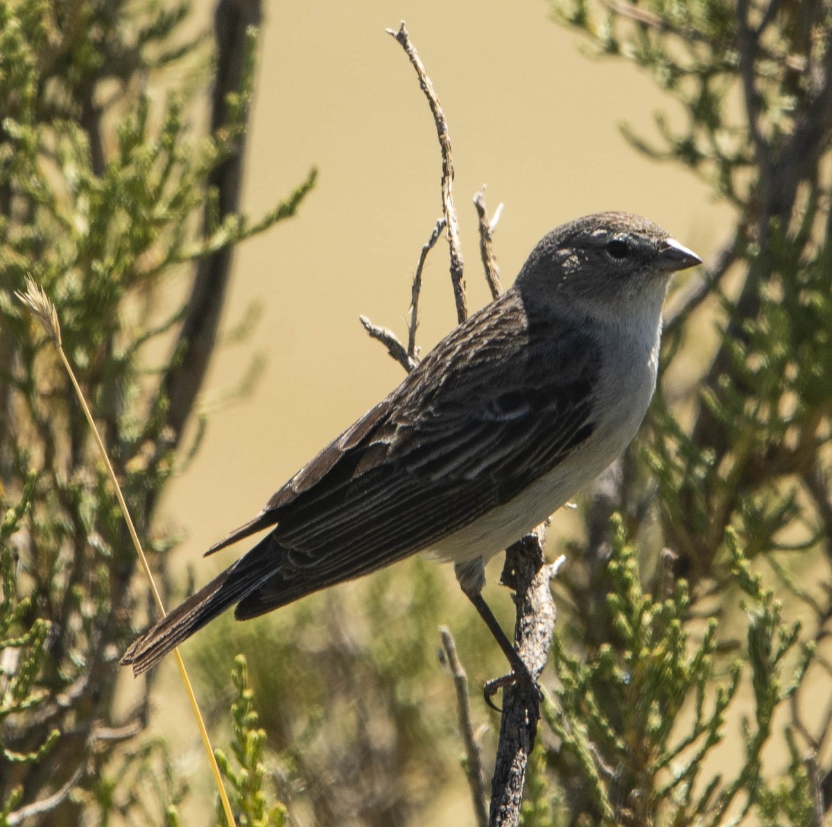 Ash-breasted Sierra Finch - ML435873161