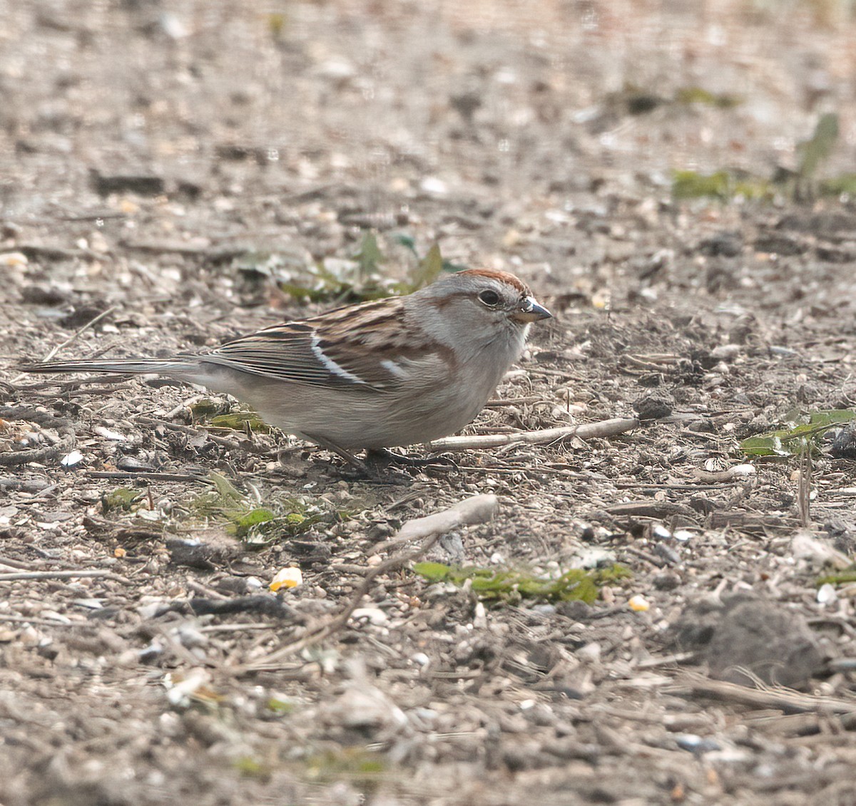 American Tree Sparrow - ML435875691
