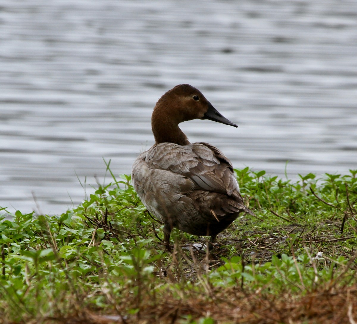 Canvasback - Sherman  Wing