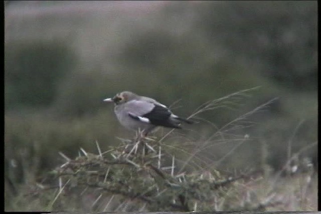 Wattled Starling - ML435881