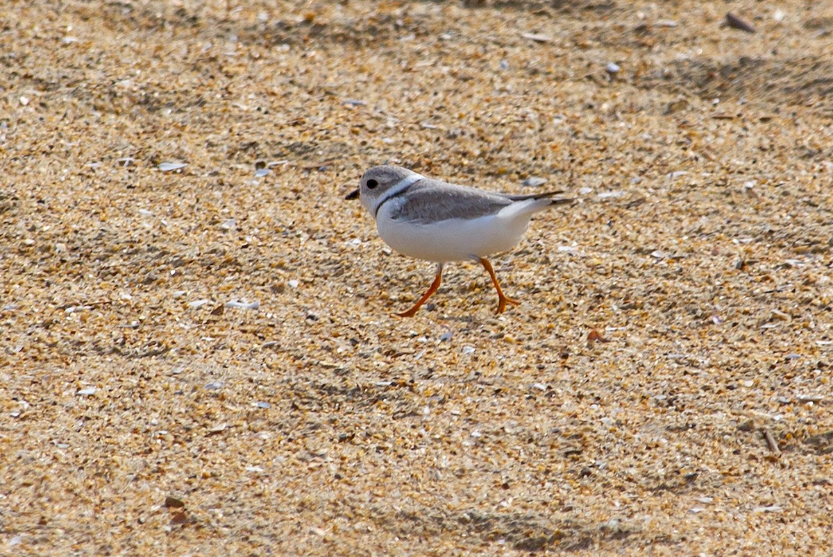 Piping Plover - Jason Sosebee