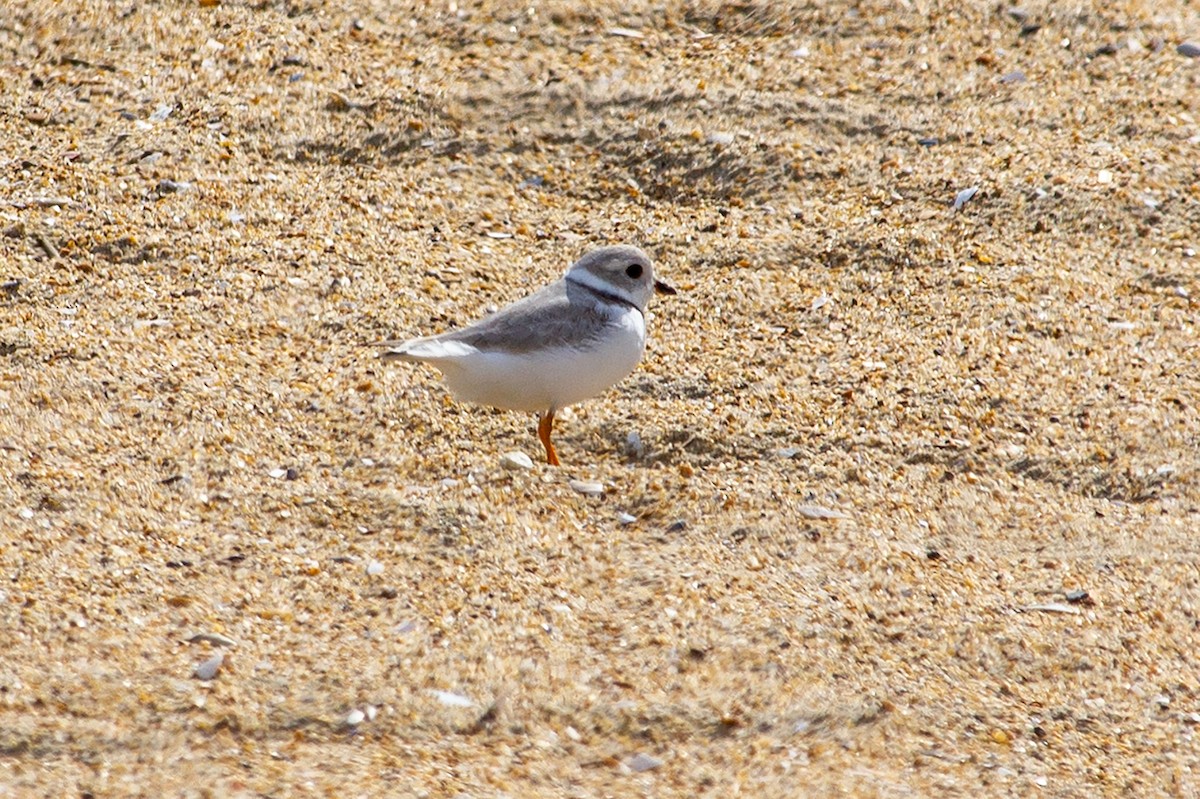 Piping Plover - Jason Sosebee