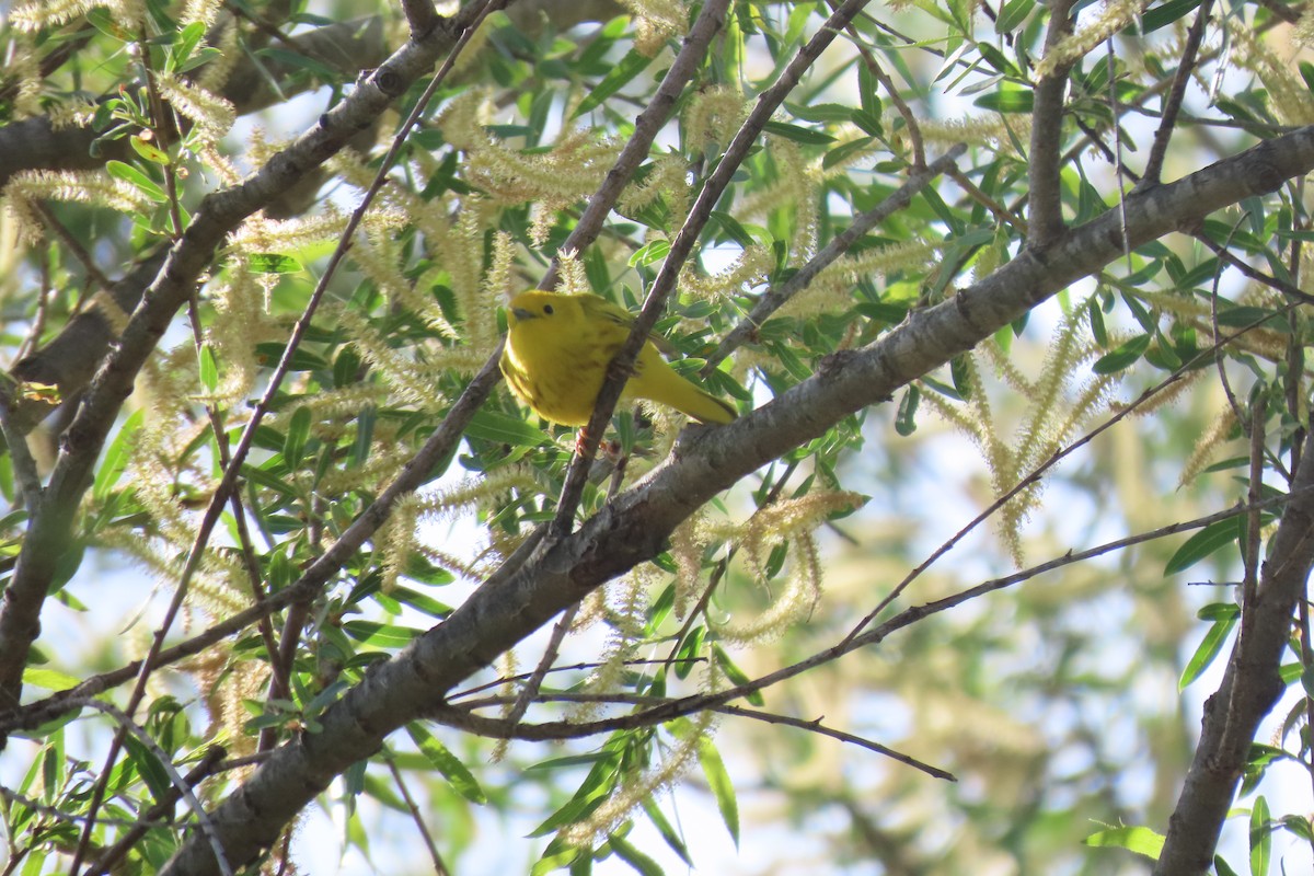 Paruline jaune - ML435883611