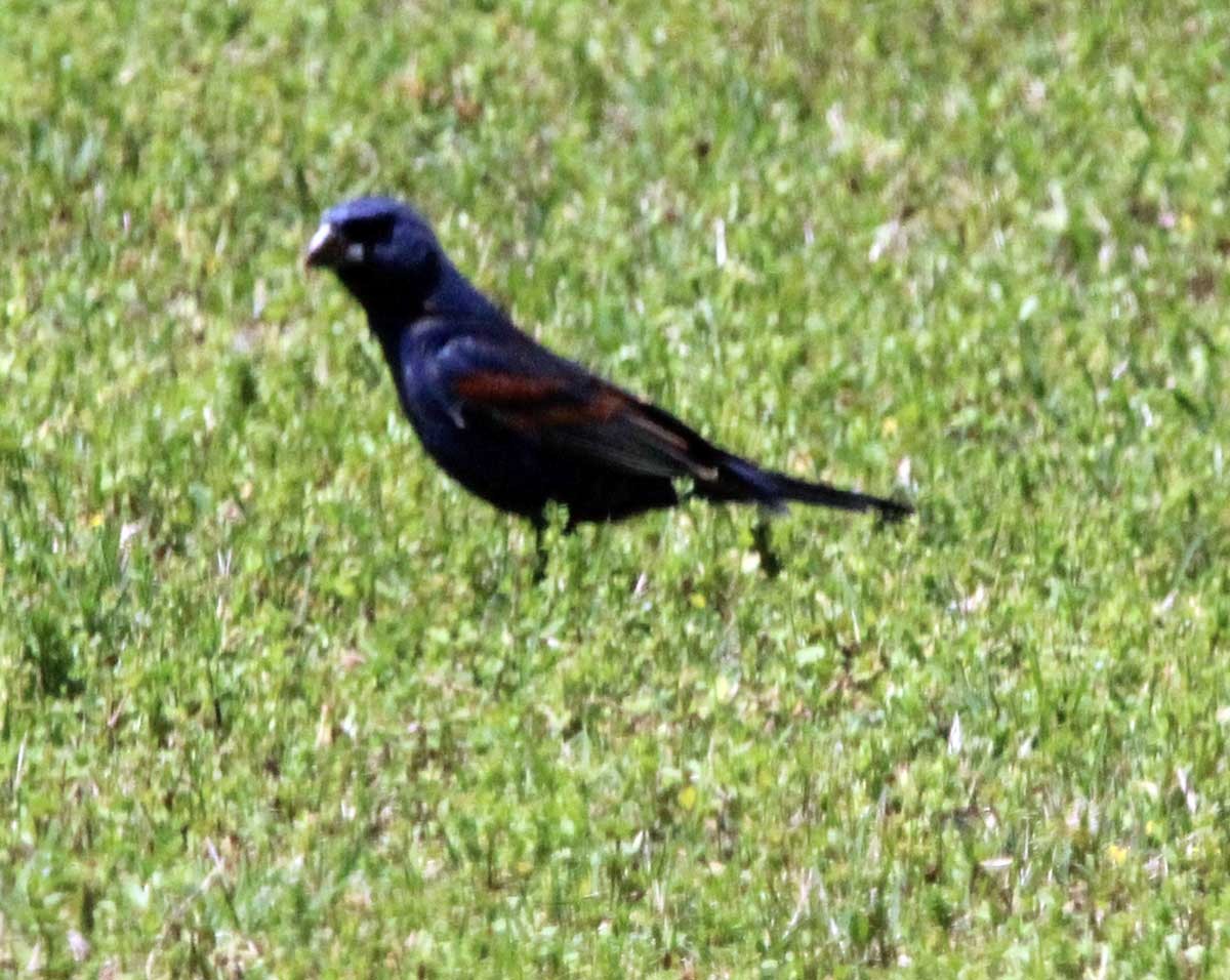 Blue Grosbeak - ML435883761