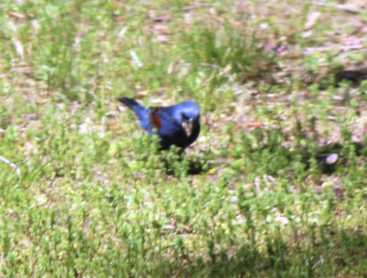 Blue Grosbeak - ML435883771