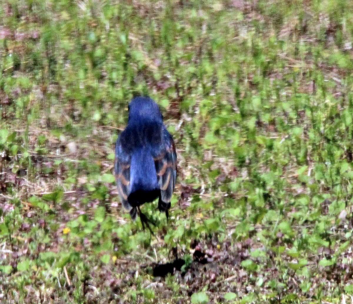 Blue Grosbeak - ML435883781
