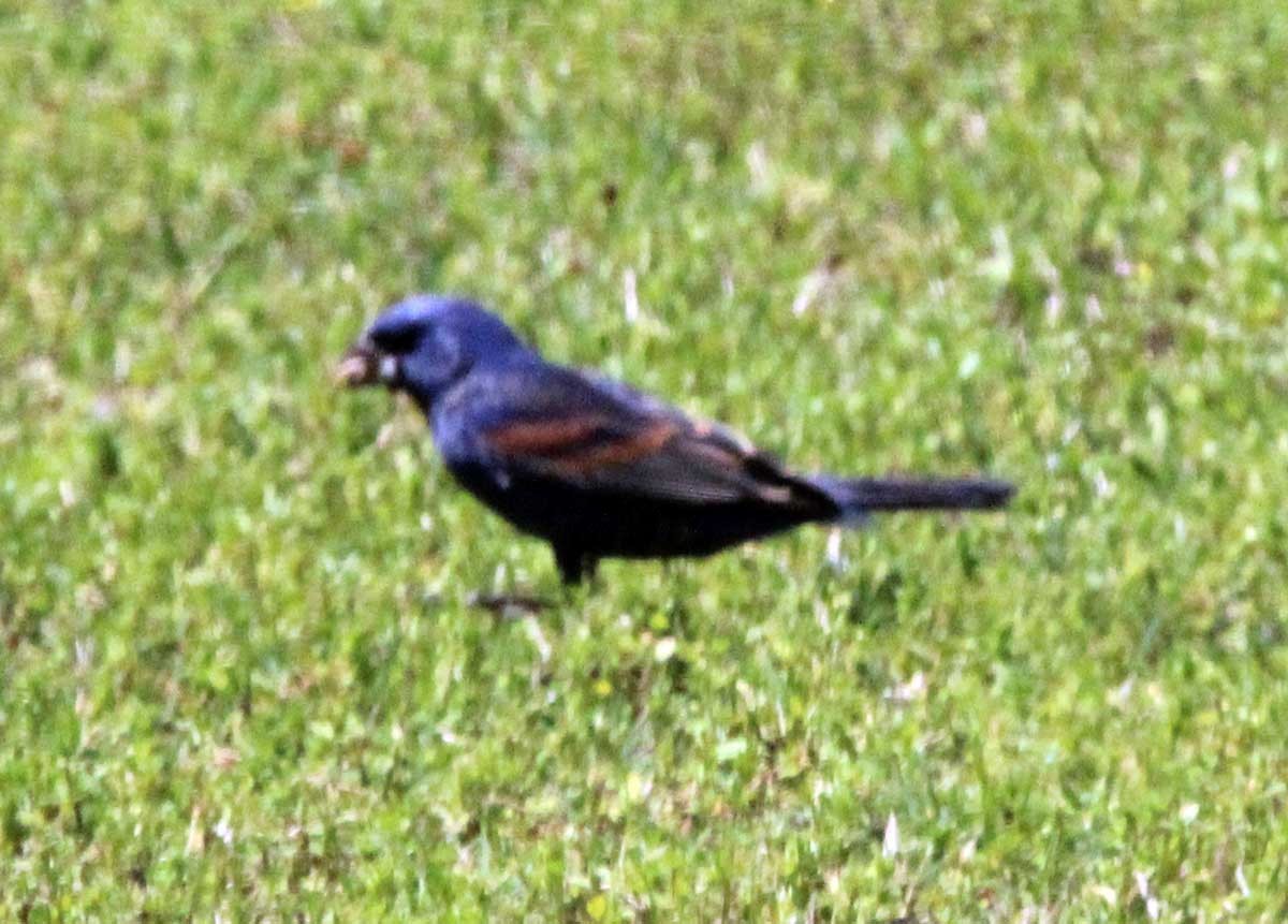 Blue Grosbeak - ML435883791