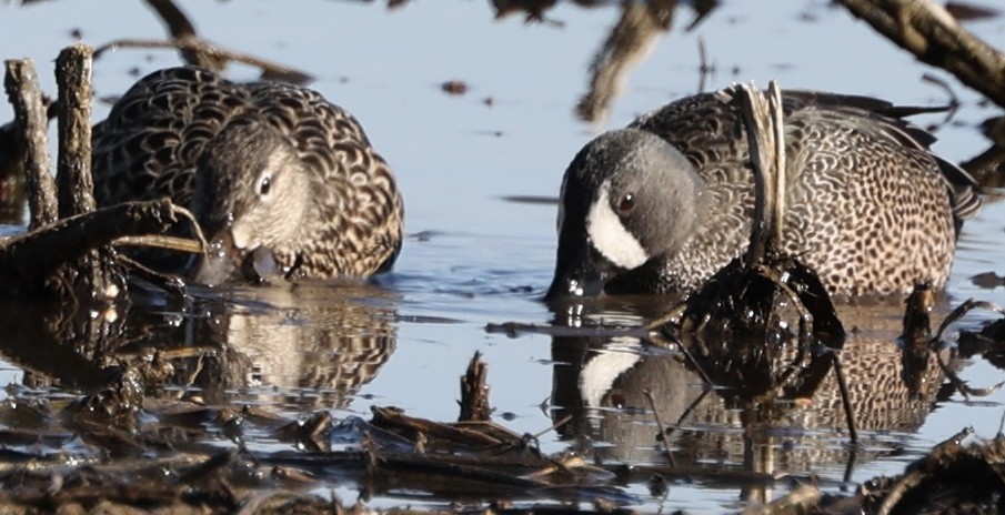 Blue-winged Teal - ML435884771