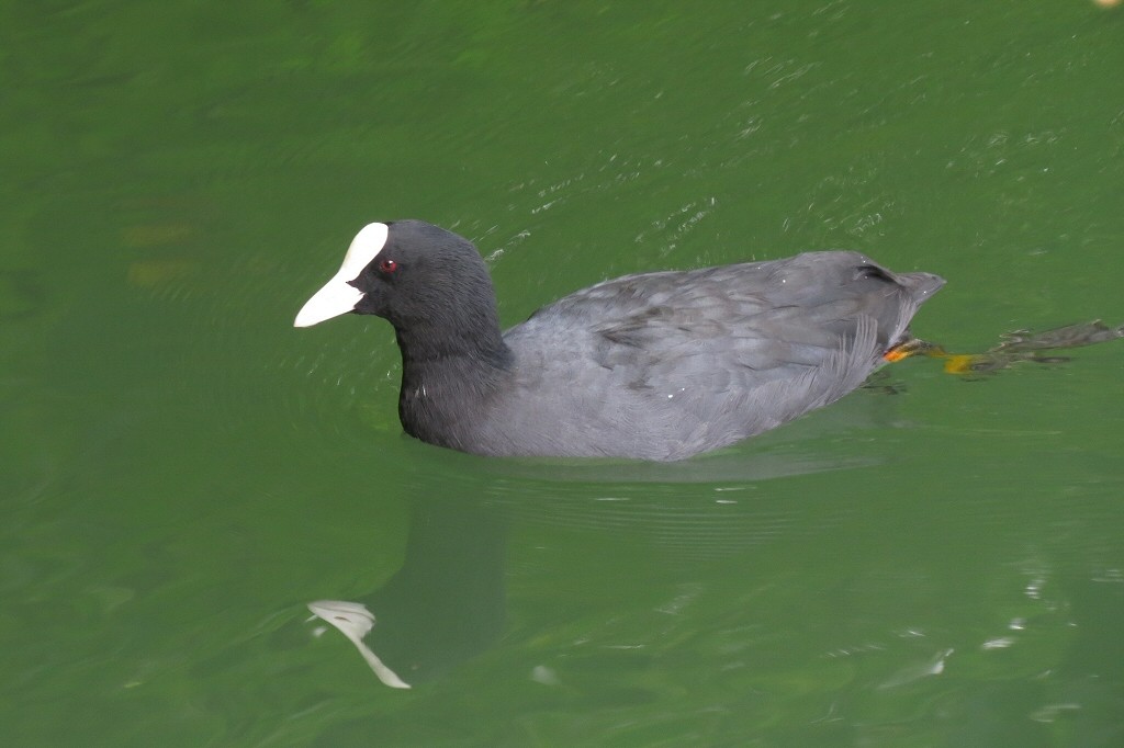 Eurasian Coot - ML43588561