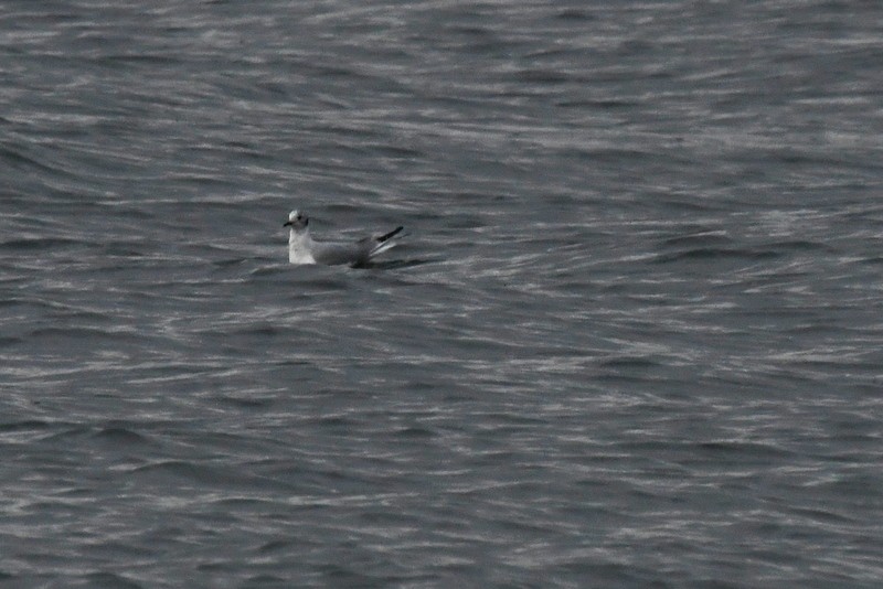 Bonaparte's Gull - ML435885831