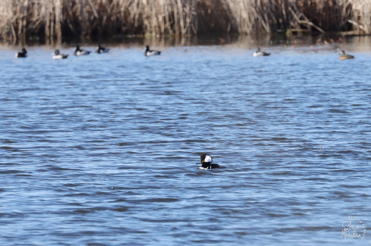 Hooded Merganser - ML435886011