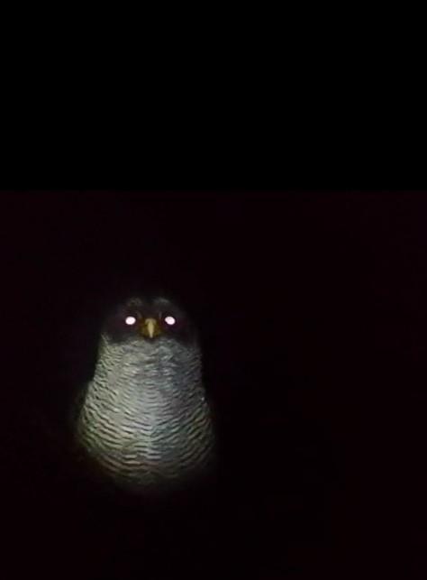 Black-and-white Owl - ML435886541