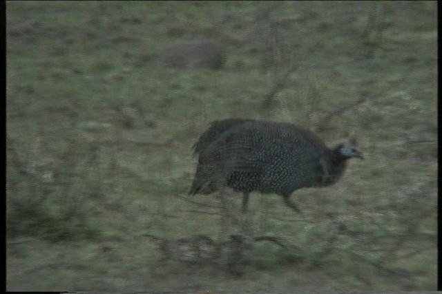 Helmeted Guineafowl (Reichenow's) - ML435888