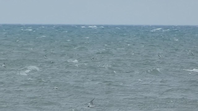 Bonaparte's Gull - ML435888271