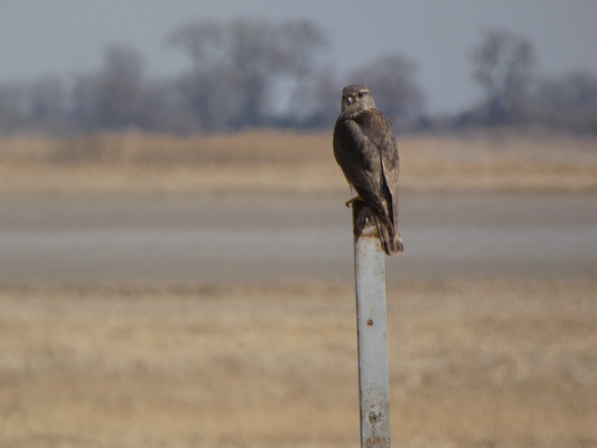 dřemlík tundrový (ssp. richardsonii) - ML435889251