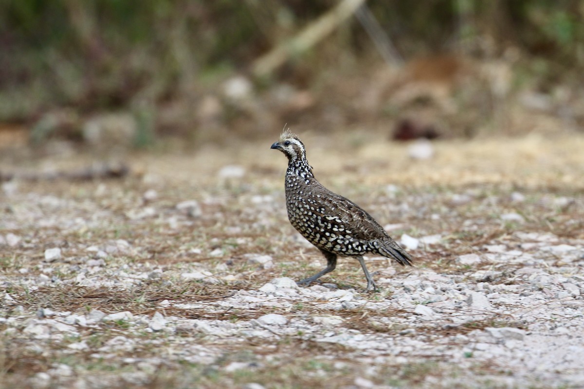 カンムリコリン（leucopogon グループ） - ML435891531