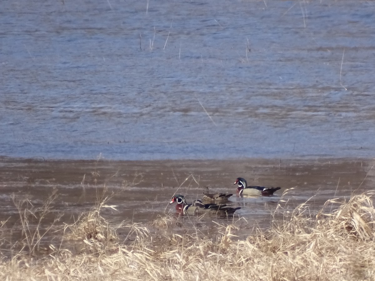 Wood Duck - claudine lafrance cohl