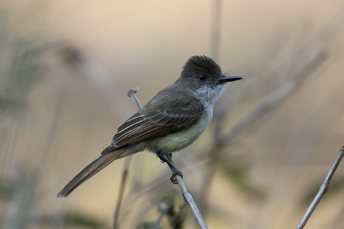 Dusky-capped Flycatcher - ML435891971