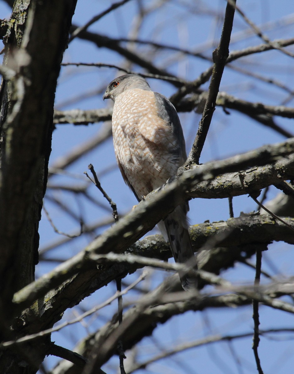 Cooper's Hawk - ML435892121